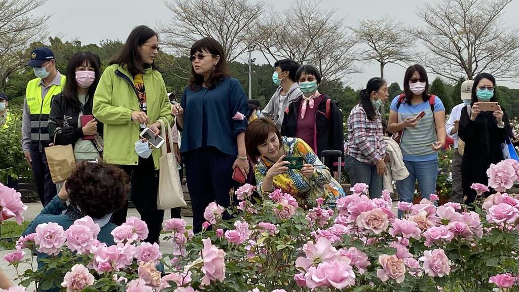 玫瑰开得太美了，令人忍不住想捕捉其迷人丰采