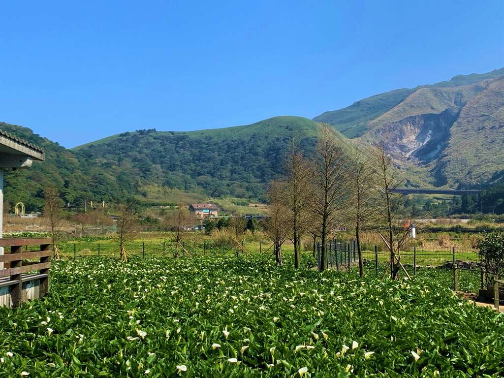 小油坑底下的海芋花田