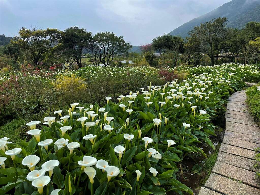 小徑旁的海芋花海