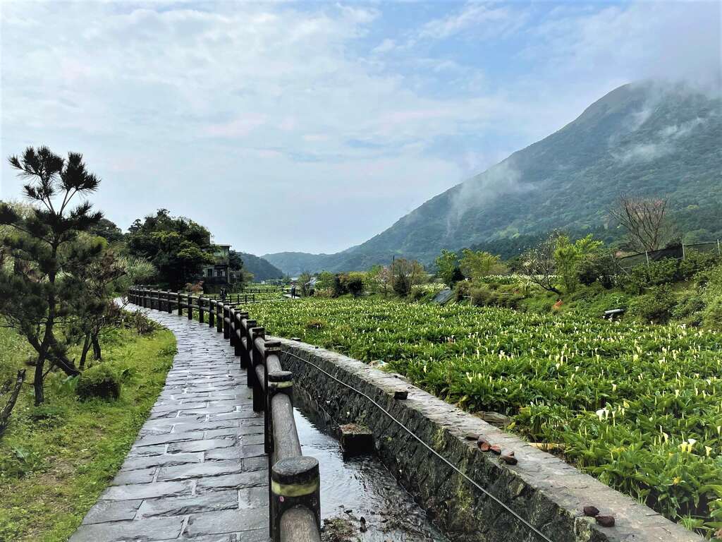 海芋步道沿水而築