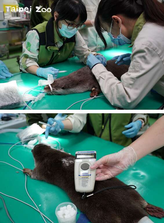 近期動物園獸醫師為「莎夏」進行首次全身健康檢查，同時施打晶片與疫苗