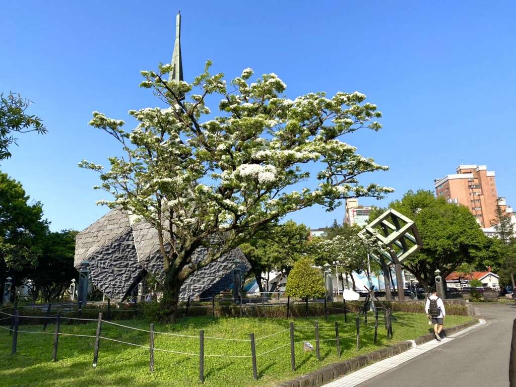 228和平公園內流蘇王即將盛開