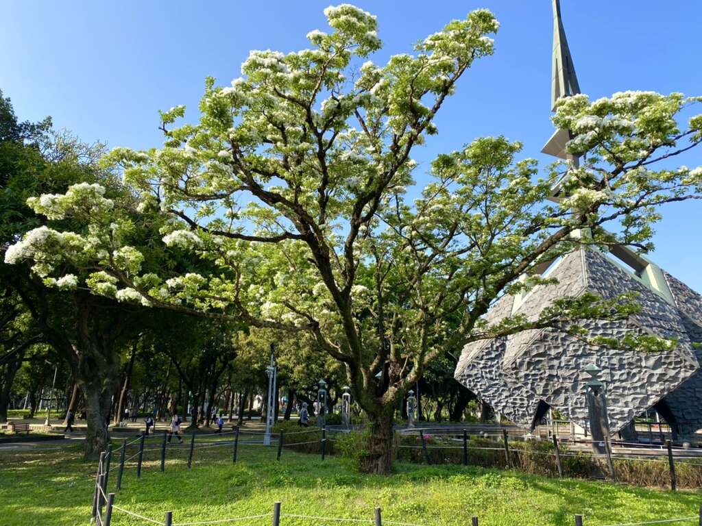 二二八紀念碑旁邊的流蘇王為臺北市最大的流蘇之一
