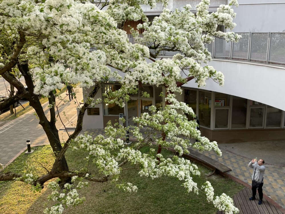 北市健康社宅流苏盛开