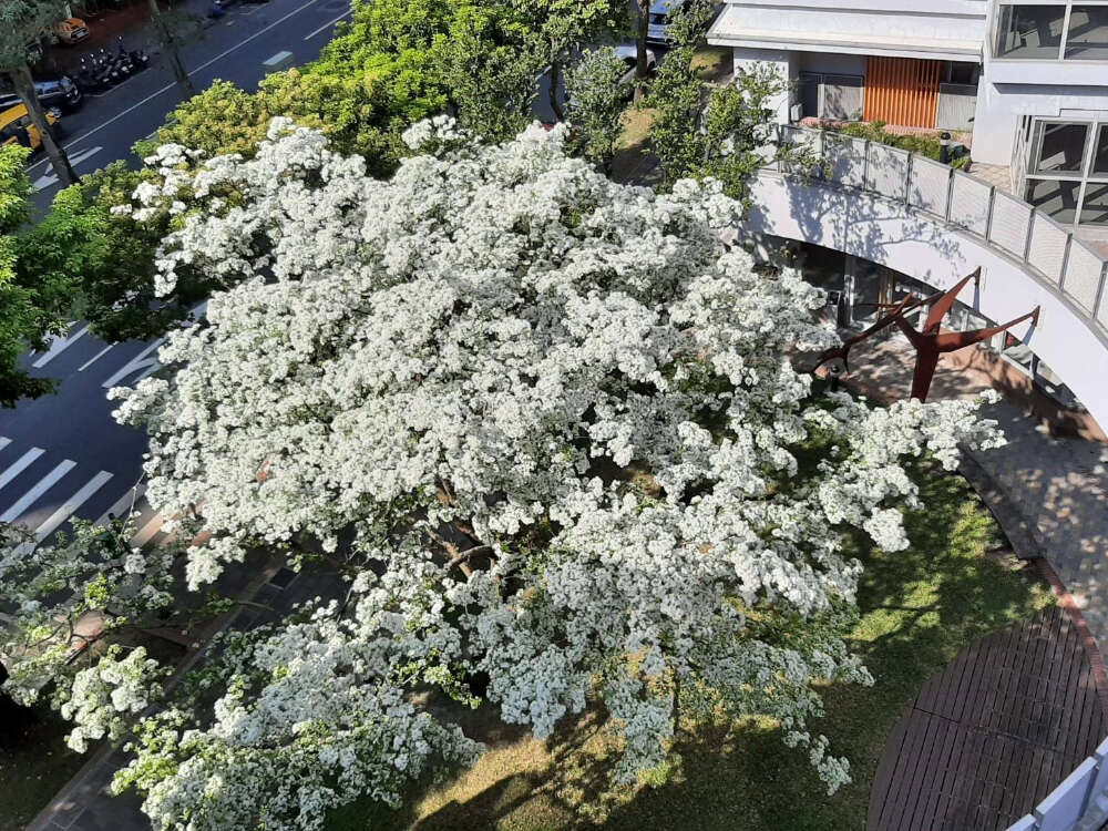 北市健康社宅流苏远景