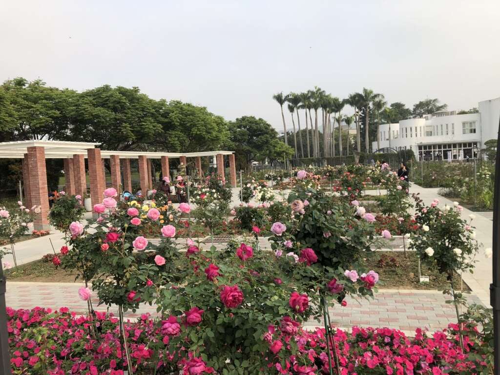 五彩玫瑰区花多盛开等您来监赏