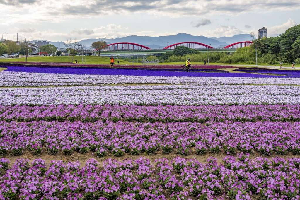 今年古亭河滨公园绽放的浪漫紫色花海