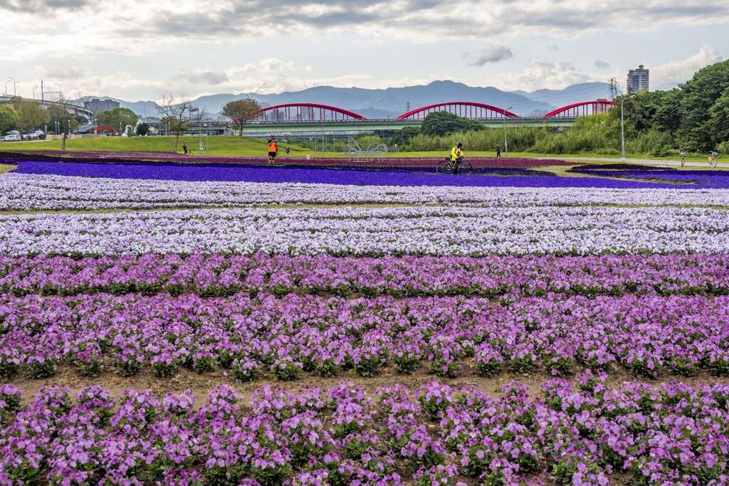 今年古亭河濱公園綻放的浪漫紫色花海
