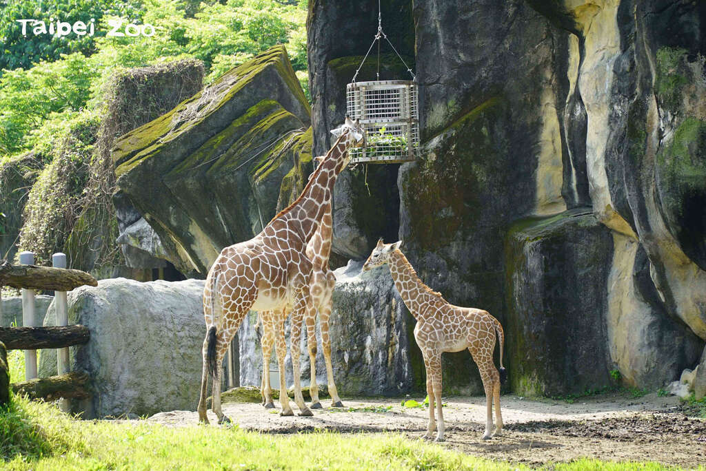 到非洲動物區記得放慢腳步,多點耐性,就有機會可以看到動物園裡身高最高的動物寶寶!