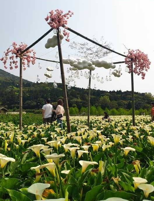 花谷海芋園