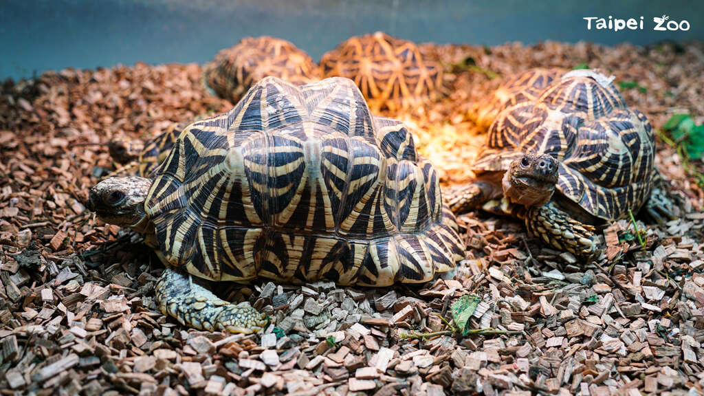 通常陆龟的龟壳非常坚硬，外型浑圆高耸（印度星龟）