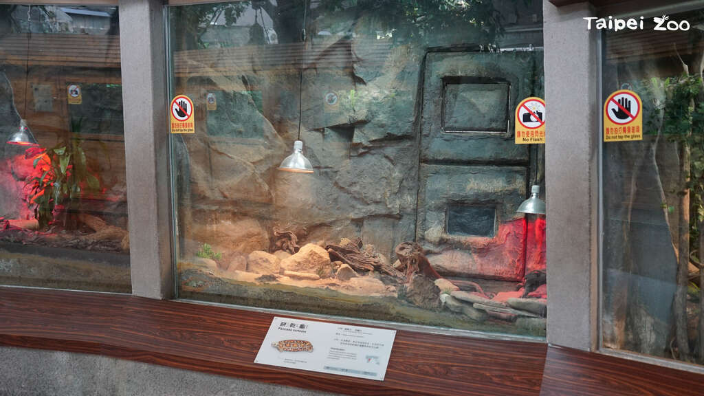 歡迎大家到兩棲爬蟲動物館拜訪餅乾龜