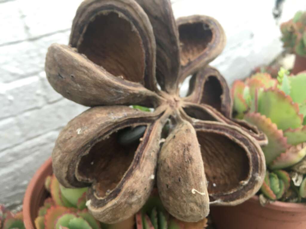 像木魚的果實,成熟轉為黑褐色時會完全裂開,呈心型的外觀超級可愛。
