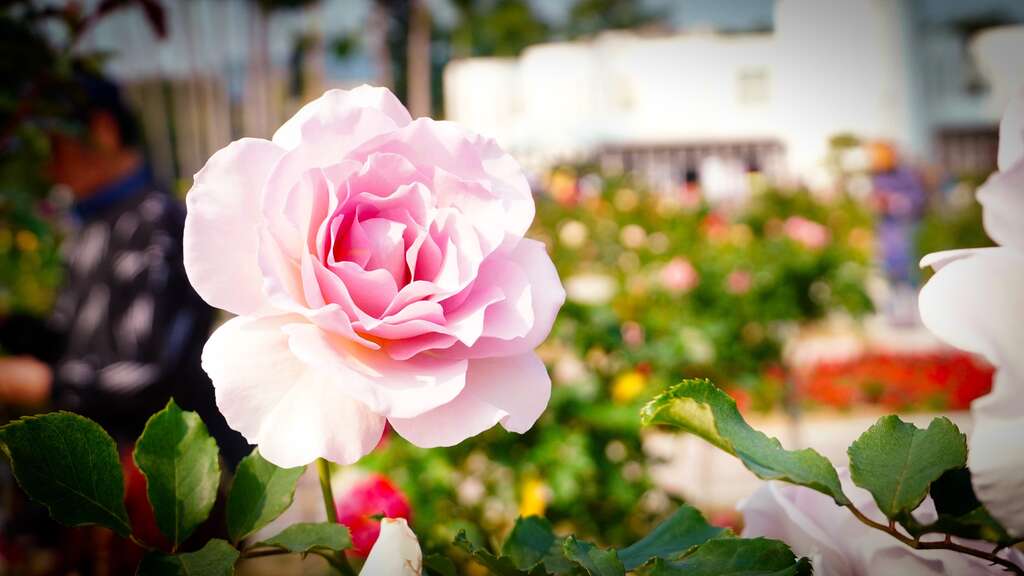玫瑰花为耐寒性多年生常绿或落叶灌木，蔷薇科蔷薇属，别名又为蔷薇、刺玫花、徘徊花，拍摄地点为新生公园