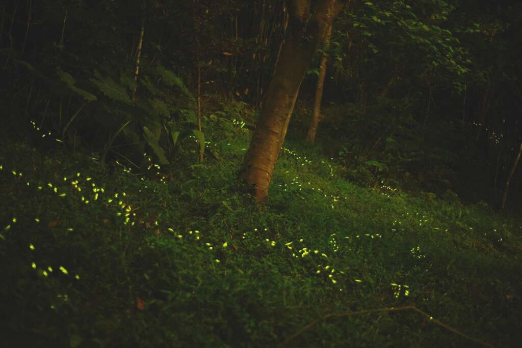 GEO to Organize Hushan Creek Firefly Spotting Tours in April
