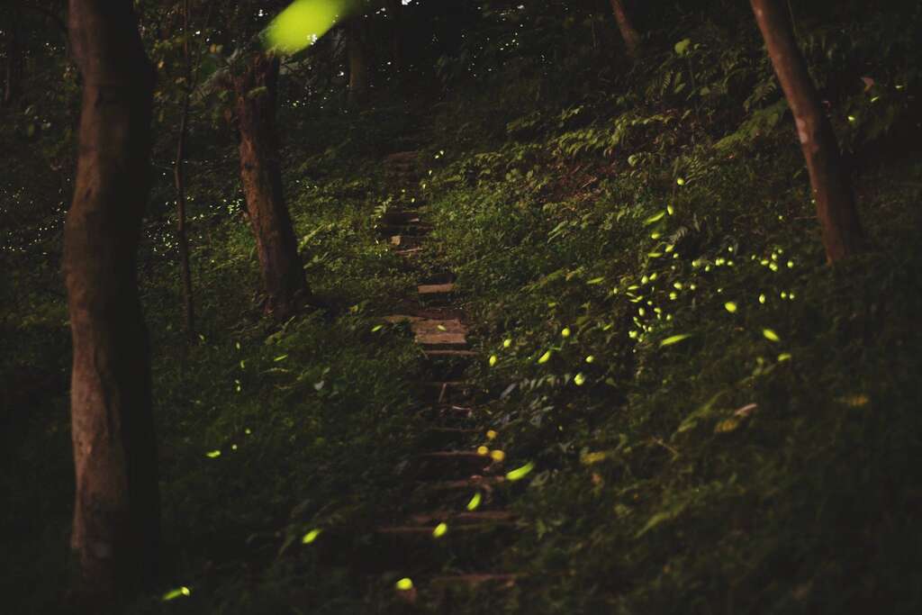 GEO to Organize Hushan Creek Firefly Spotting Tours in April
