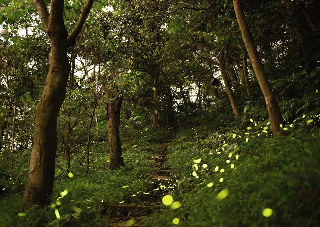 虎山萤火虫（110年4月13日）