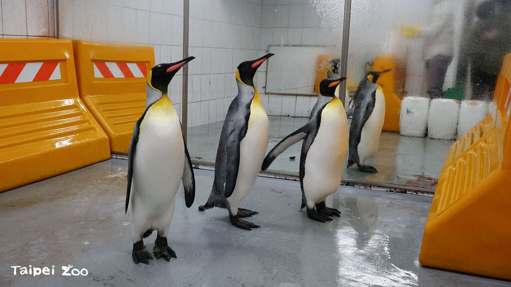 野生動物和人類一樣都有生老病死,園內為了提升這些高齡個體的動物福祉,在日常照養、餵食上,需要保育員更加細心陪伴照料