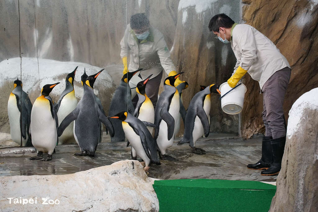台北市立动物园首度引进的国王企鹅，转眼将在园内度过第21个年头