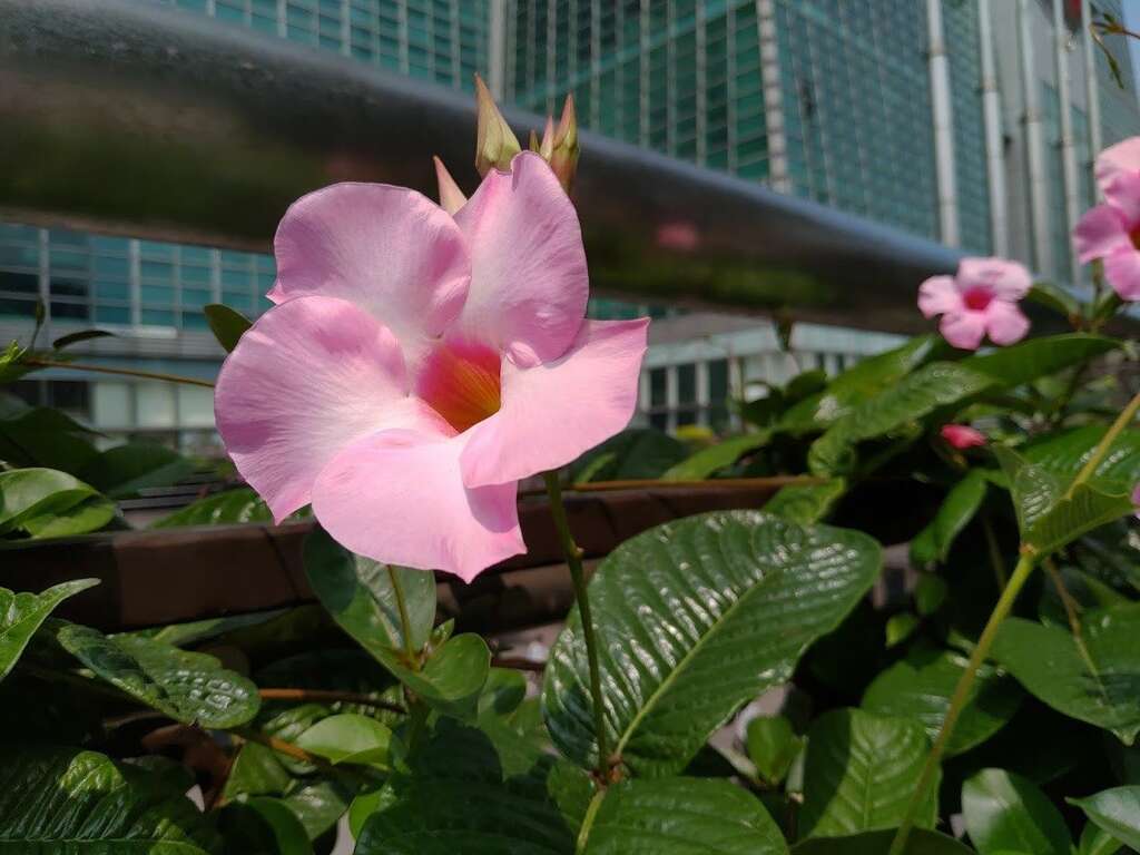 生活周遭環境中的花草樹木豐富我們的身心靈