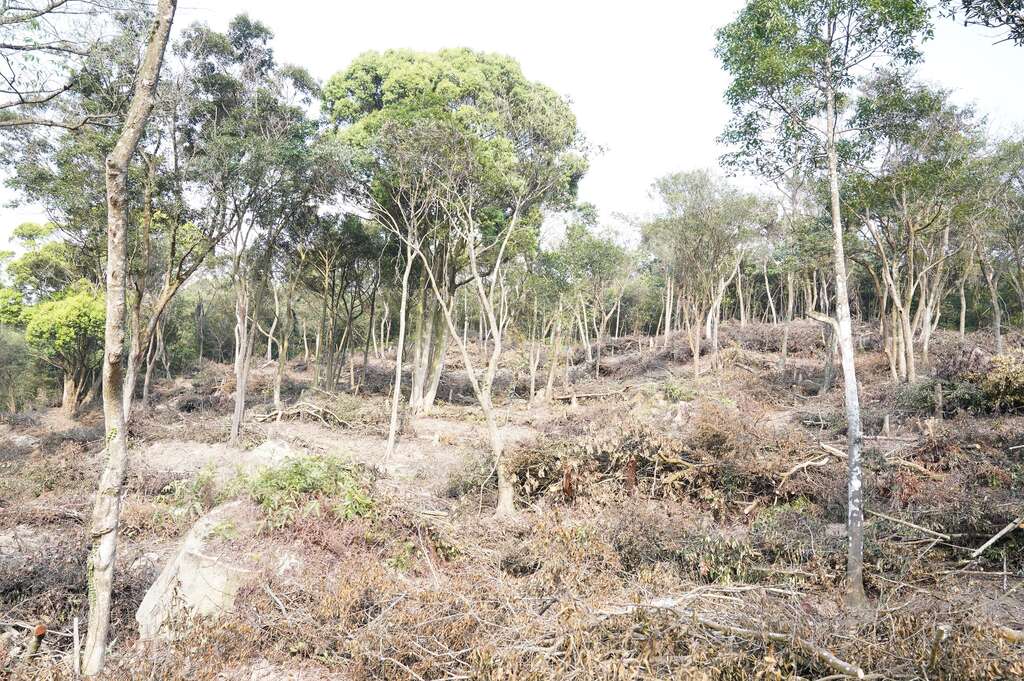 大地处与台北市立美术馆合作针对大仑尾山公有林疏伐，现场将疏伐残材沿等高线铺设。