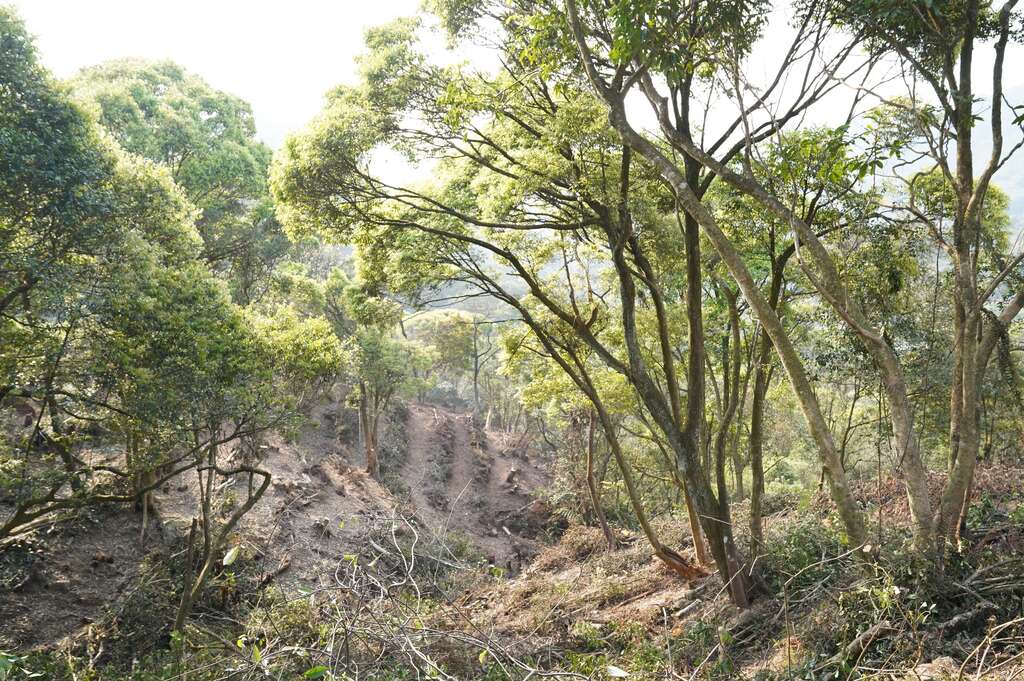 大地处与台北市立美术馆合作针对大仑尾山公有林疏伐,并保留较大径级的原生树木。