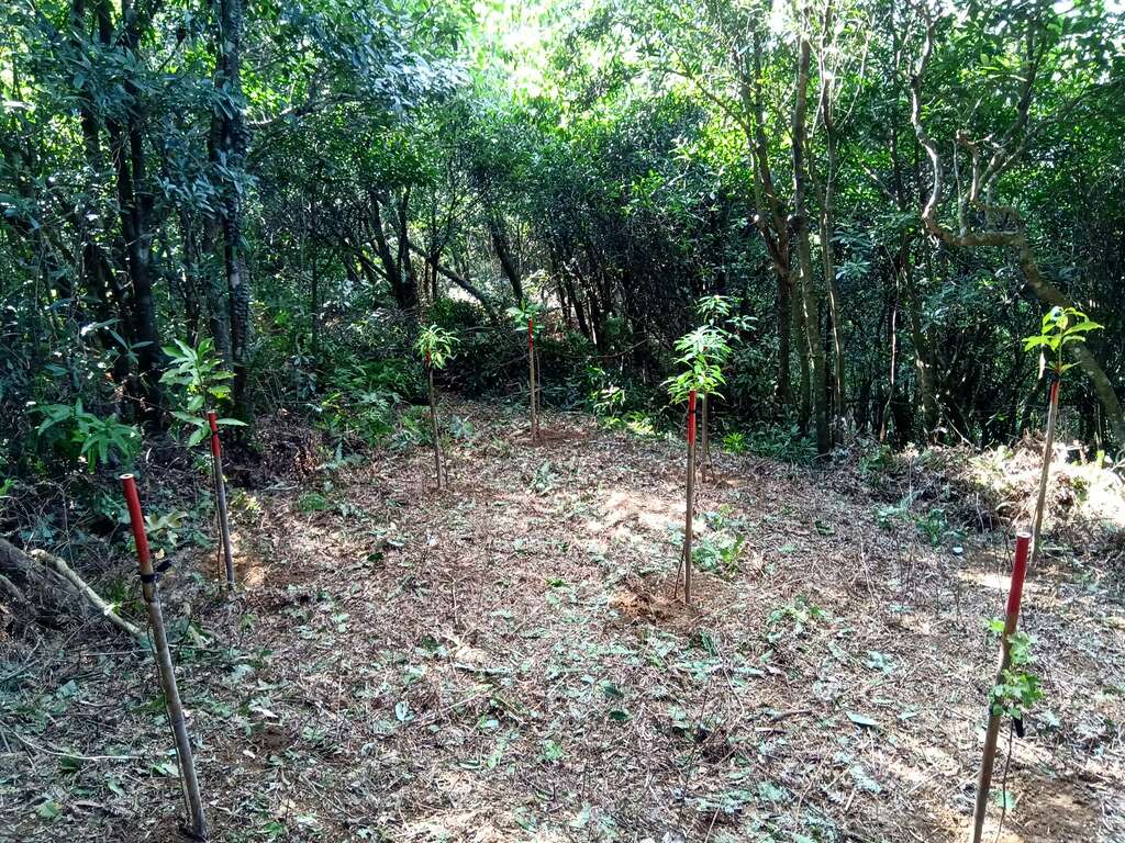 针对既有孔隙区块则清除地被後，直接种植多样化的原生树种，以达丰增补植。