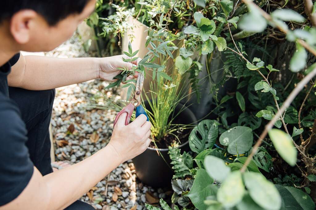 具有蔓延特性的植物能营造大面积的绿意，但还是需要适时修剪，才不会显得杂乱。（摄影／林冠良）