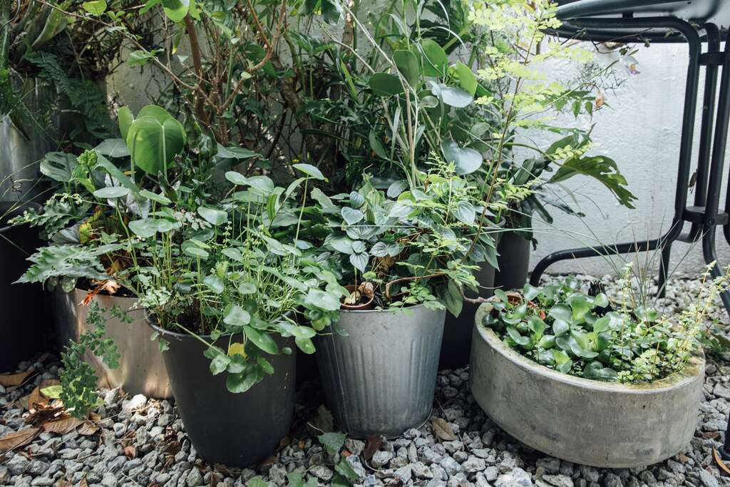 吳書原建議以「盆」栽種居家植物，較能根據植物需要的日照量移動位置，也方便更換土壤。（攝影／林冠良）