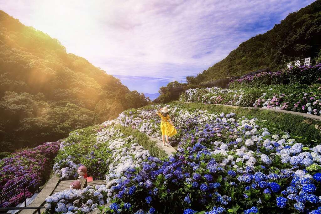 Registration Begins for Zhuzihu Hydrangea Tours