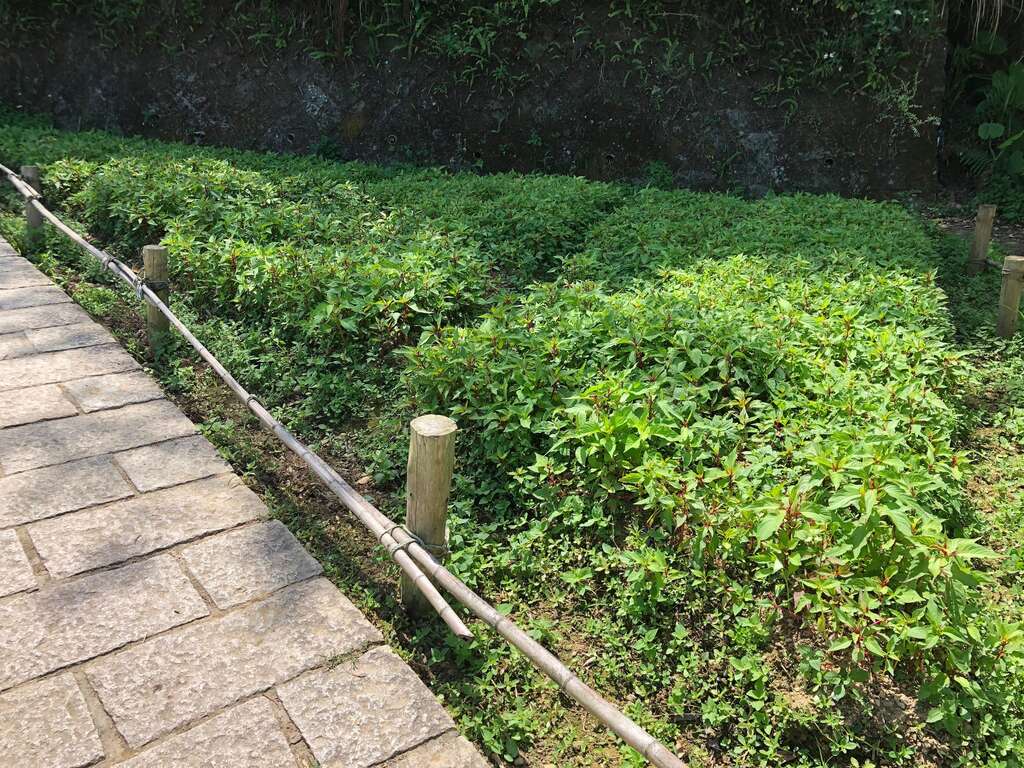 樟树步道-羽状鸡冠花