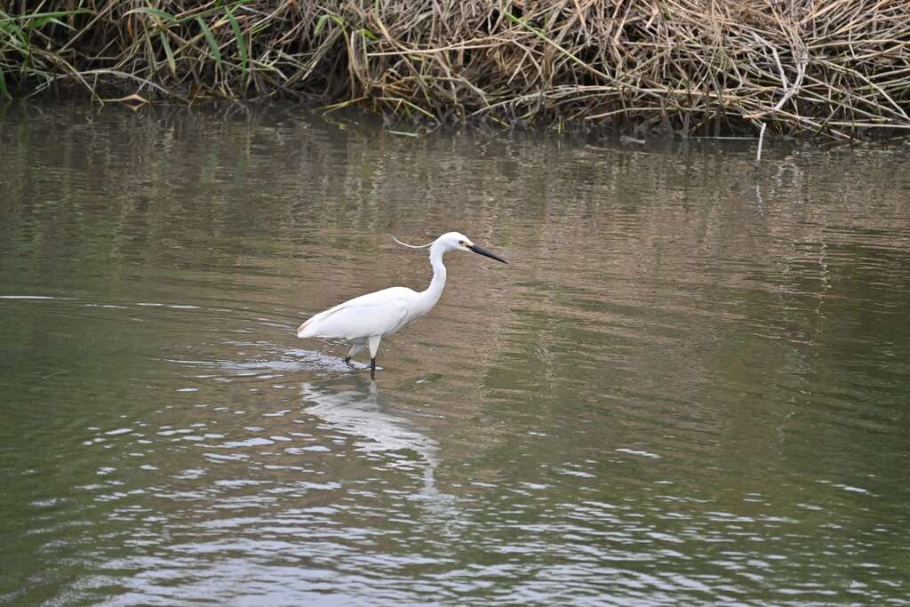 关渡自然公园於湿地觅食的鸟类