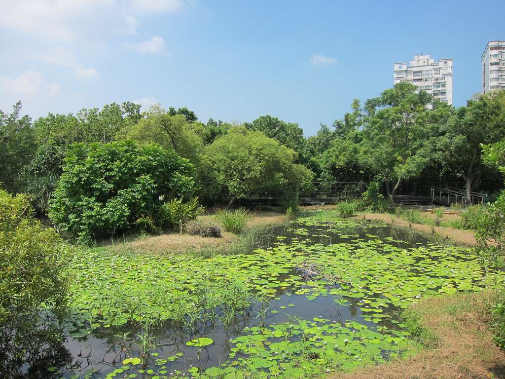 关渡自然公园池塘湿地
