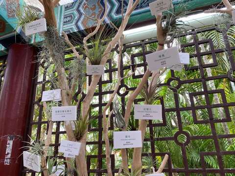 Triển lãm thực vật họ dứa tại Nhà nghỉ quan khách Sỹ Lâm