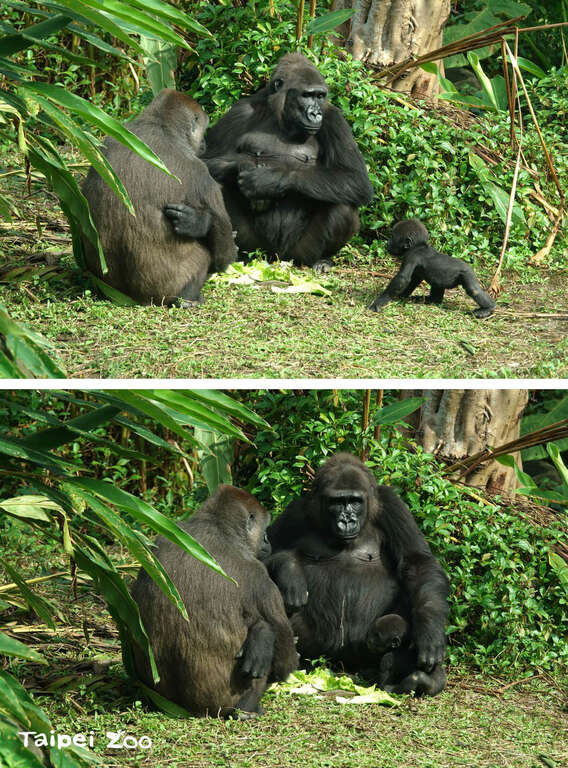 Jabali:都没有人要陪我玩!Iriki:你乖乖,阿姨陪你玩,让妈妈休息一下!