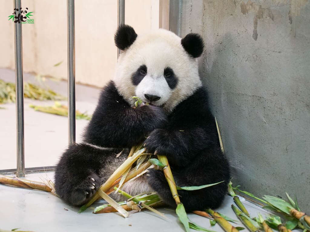 多了两个小耳朵的三角饭团