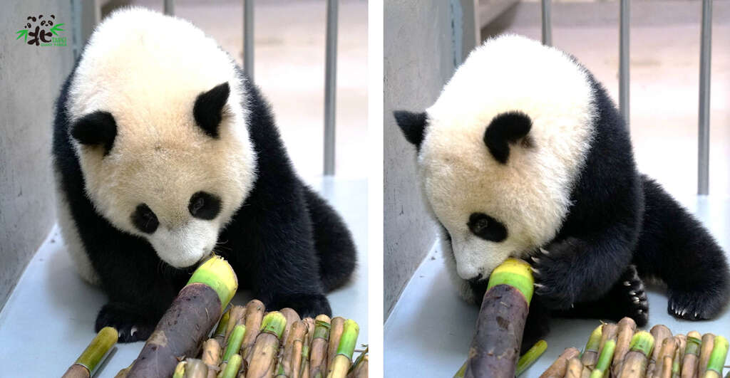 圆宝:要挑哪一个笋好呢?大的看起来很可口