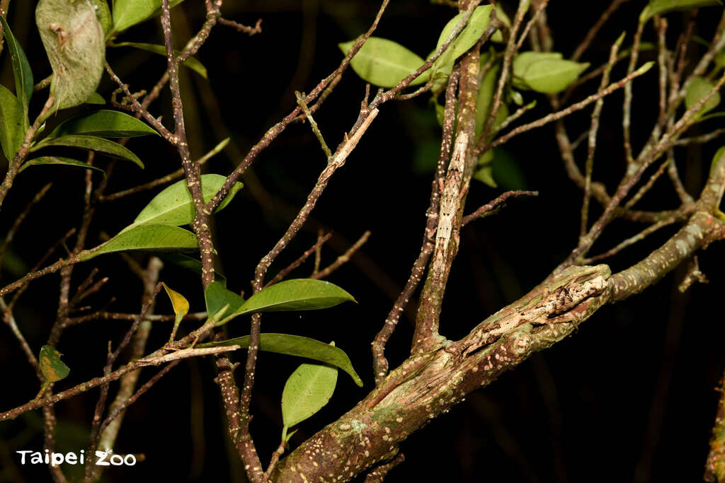 瘤竹节虫白天喜欢停栖在树干上，找找看上面一共有几只呢？