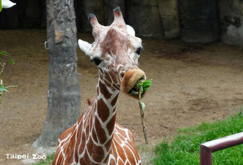 长颈鹿：我们的舌头很灵活，动作太快摄影师不好拍，下次你们自己来动物园看吧！