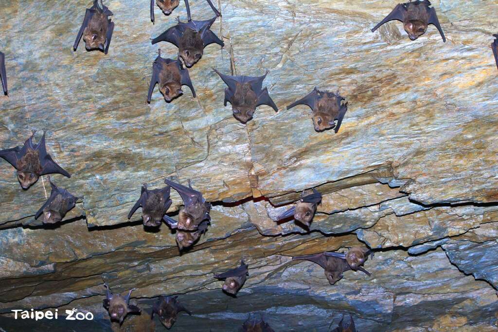 栖息在洞穴内的台湾叶鼻蝠（尤宣雅、林清隆、陈骏提供）