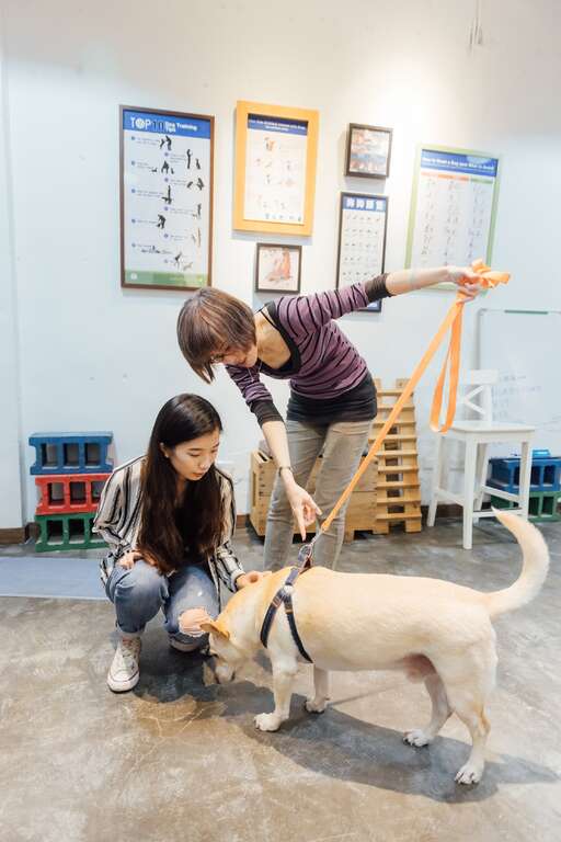 寵物訓練課程的主要對象是飼主，協助飼主理解狗狗的行為意涵。（攝影／林冠良）