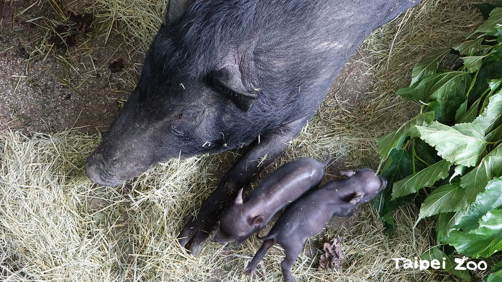 蘭嶼豬寶寶們在媽媽「伊時」的細心照顧之下，一定能健健康康的成長茁壯