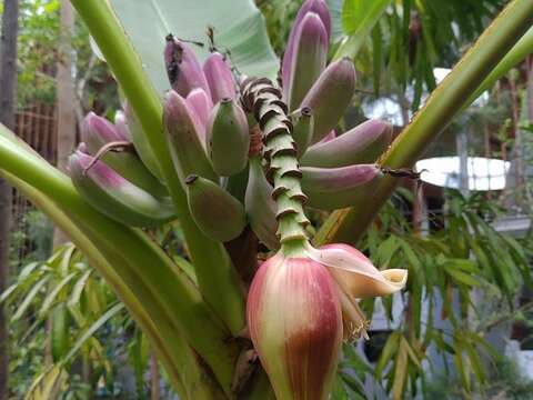 타이베이 식물원 다양한 식물들이 꽃을 피웠습니다! 온라인에서 꽃놀이를 즐겨보세요!