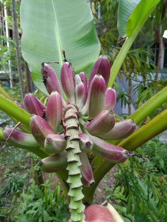 台湾芭蕉果实 陈坤灿图片提供