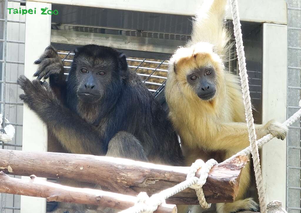「黑吼猴」已经在5月11日完成检疫搬迁到雨林区，目前正在适应场地