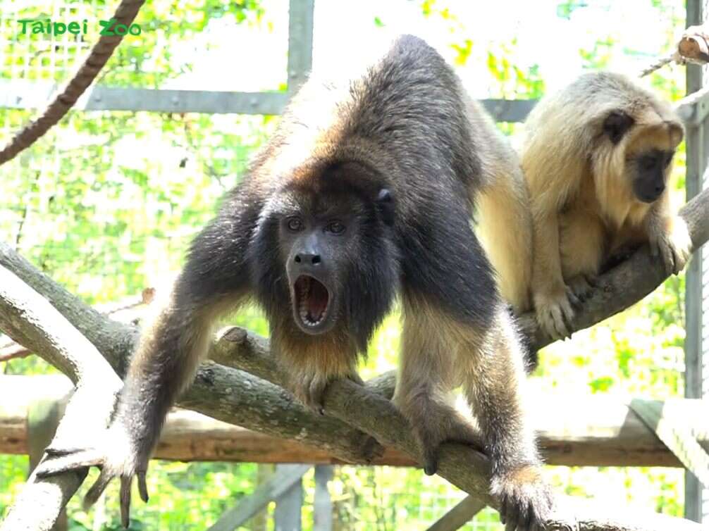 黑吼猴兄弟似乎还在练习发音，偶尔会听到牠们喉咙发出低而短的声音