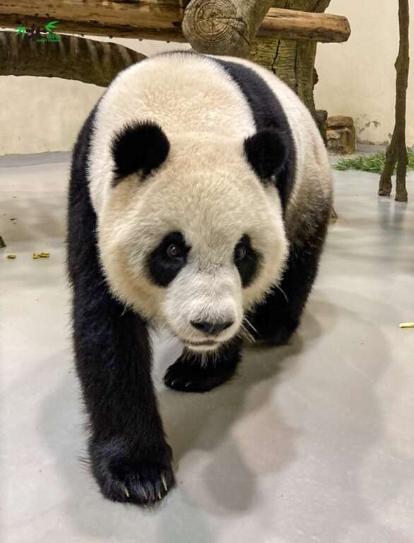 7月4日中午12时起，在台北市立动物园facebook也将推出「圆仔」8岁生日系列活动，请大家走过、路过可千万别错过罗！