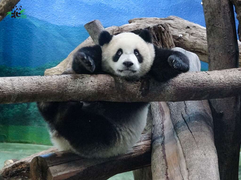 古灵精怪的「圆宝」