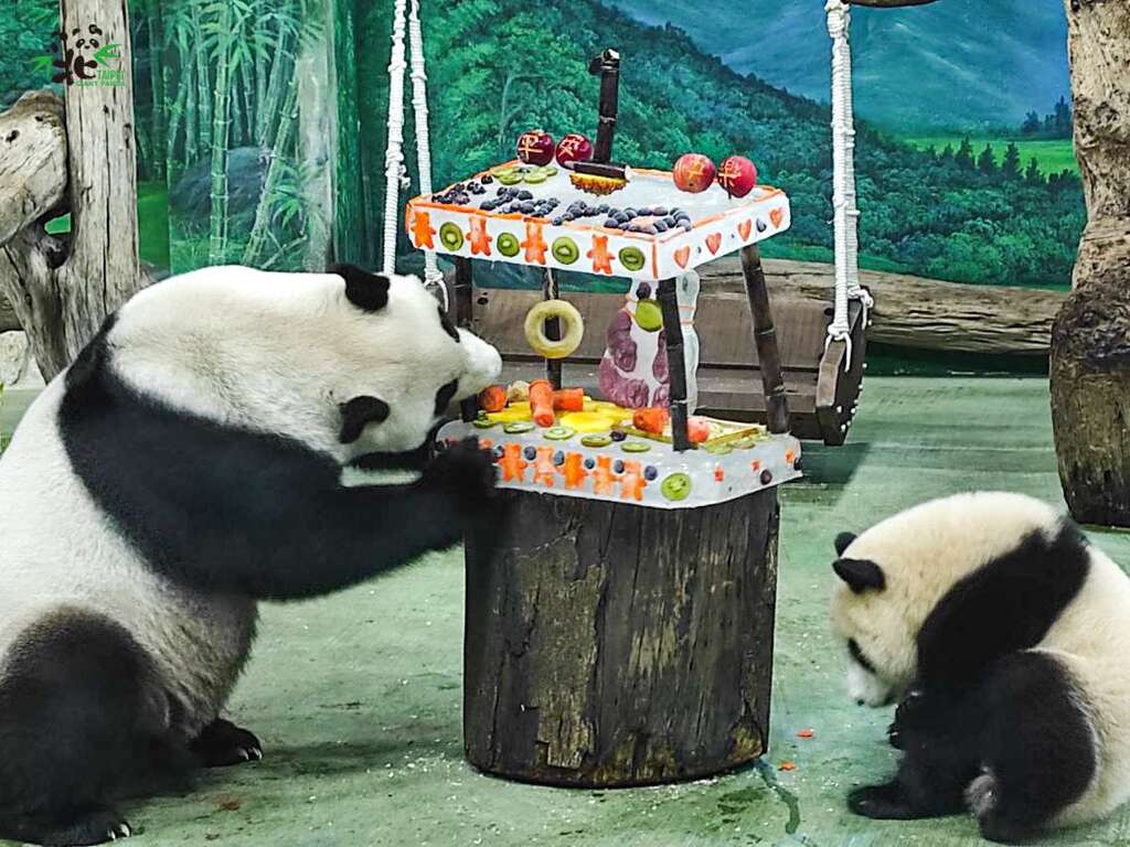 「圆圆」一把扯下支撑蛋糕的甘蔗