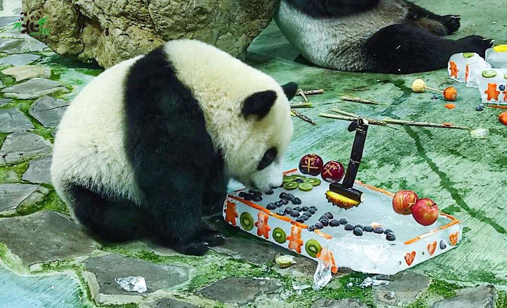 Taipei Zoo Celebrates Baby Panda’s with Zhuazhou Ritual
